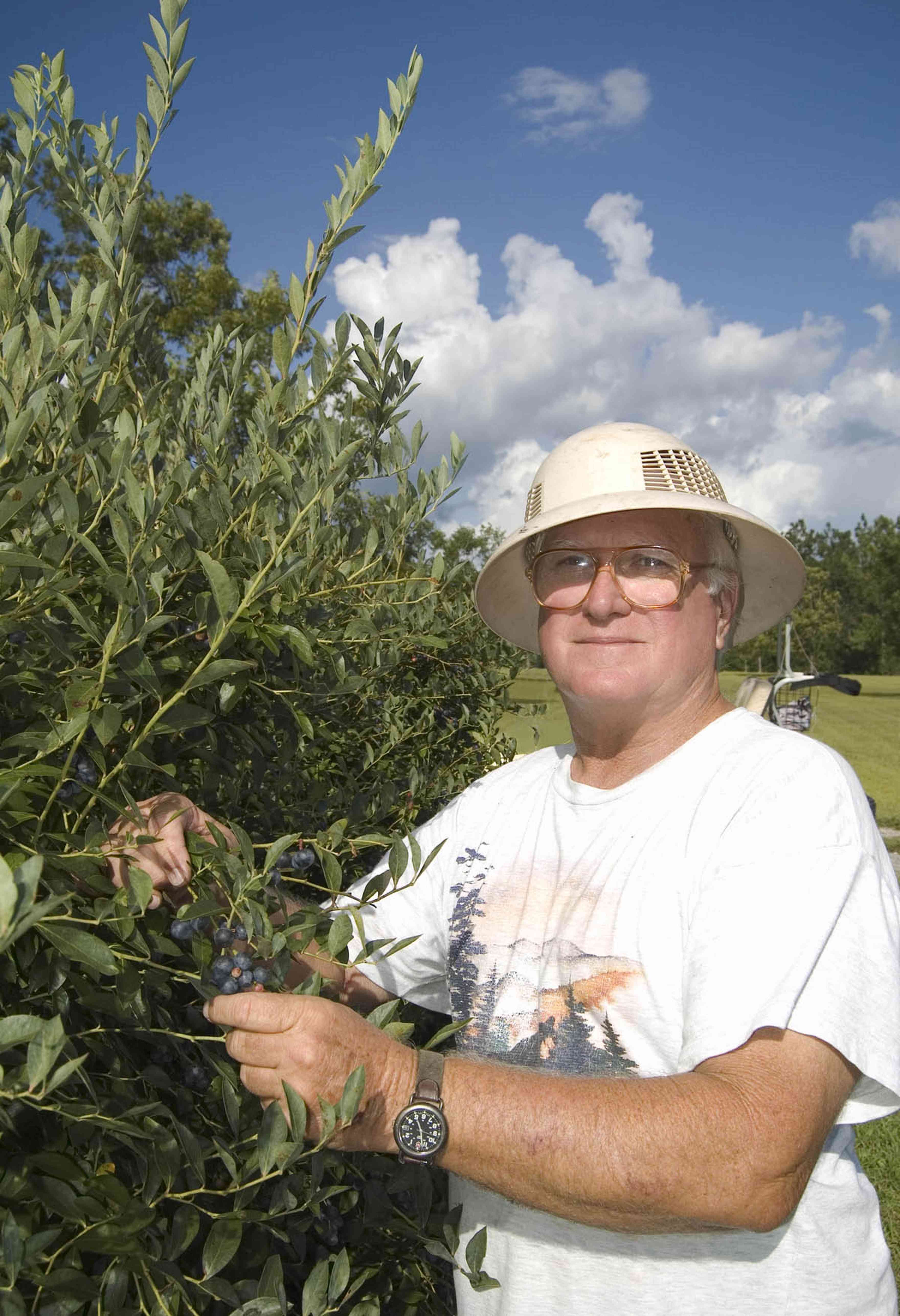 07_26_07+Blueberries_01+WEB.jpg:  farmer, farm, blueberries, bush, 