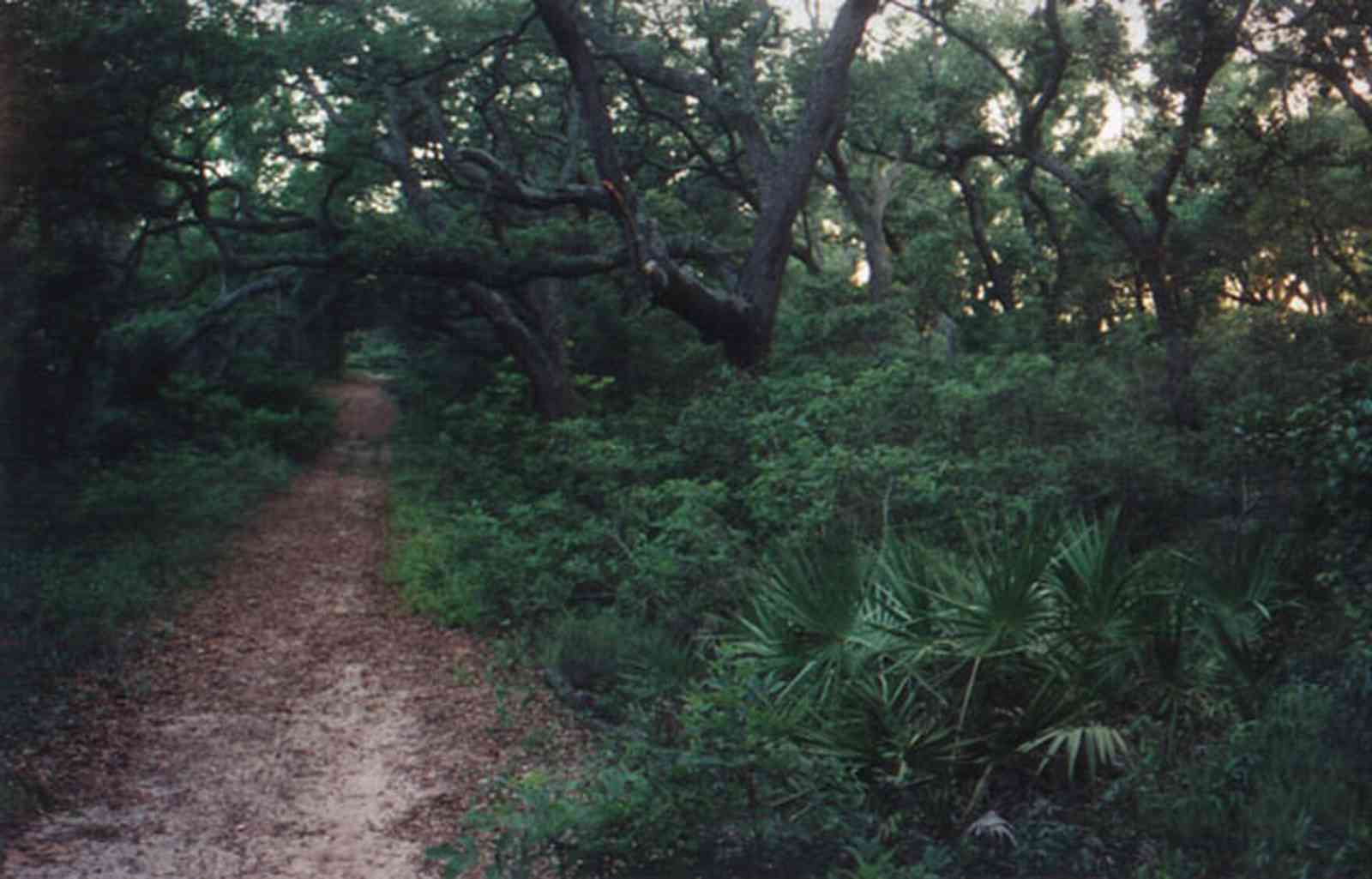 Gulf-Islands-National-Seashore:-Butcherpin-Cove_park-3.jpg:  oak tree, shore, saw palmetto, forest, gulf coast