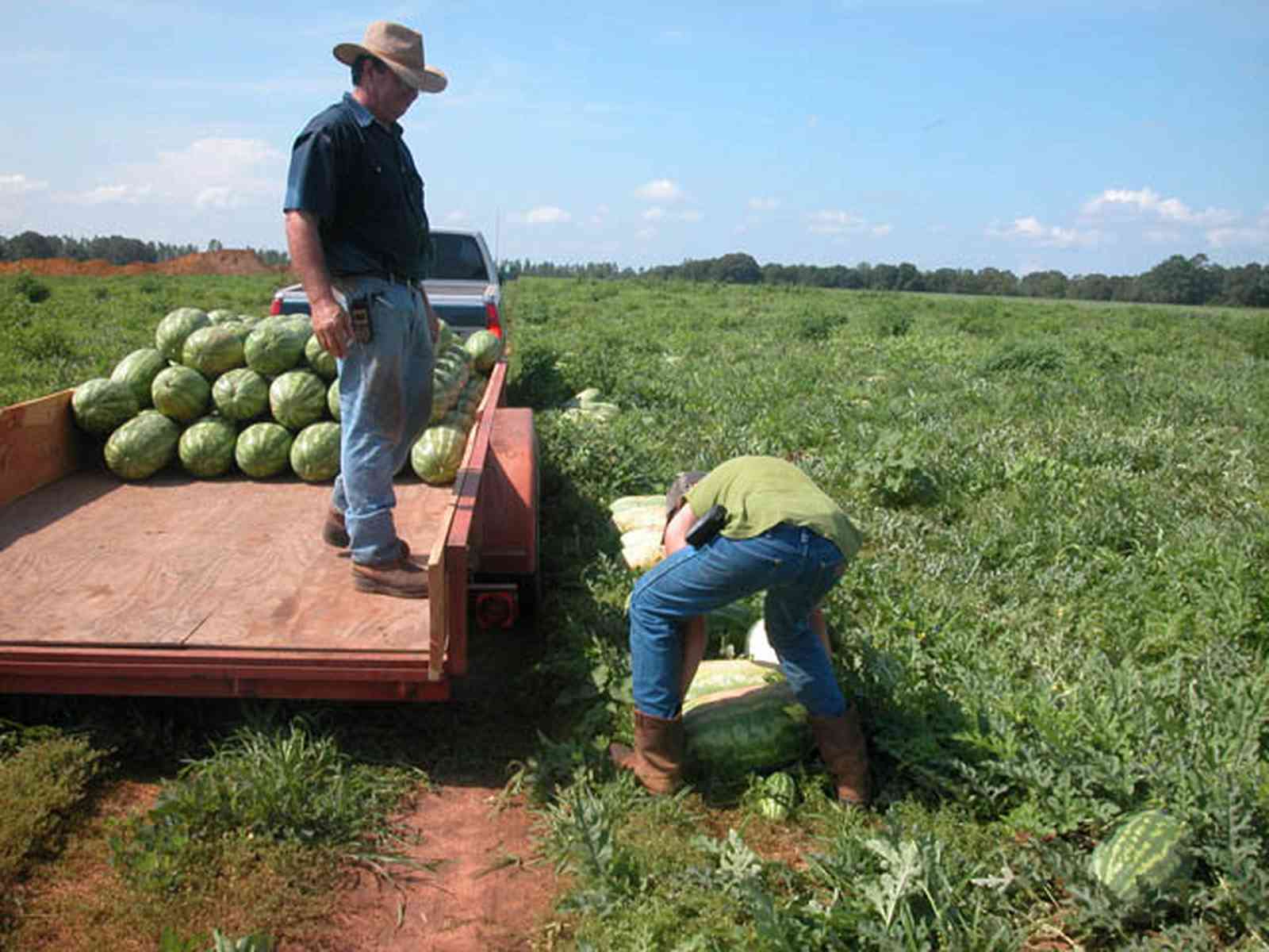 Hollandtown:-Holland-Farm:-Watermelon-Patch_02h.jpg:  watermelon patch, watermelon vine, farmer, b. j. hollandfarmland, farm worker, , 
