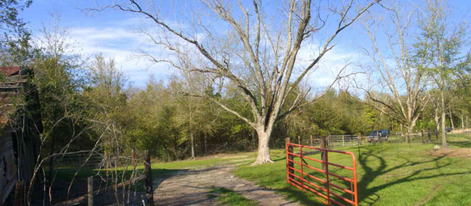 Milton:-Green-Goat-Farm_01c.jpg:  pecan tree, gate, goat farm, old barn, shed, shelter