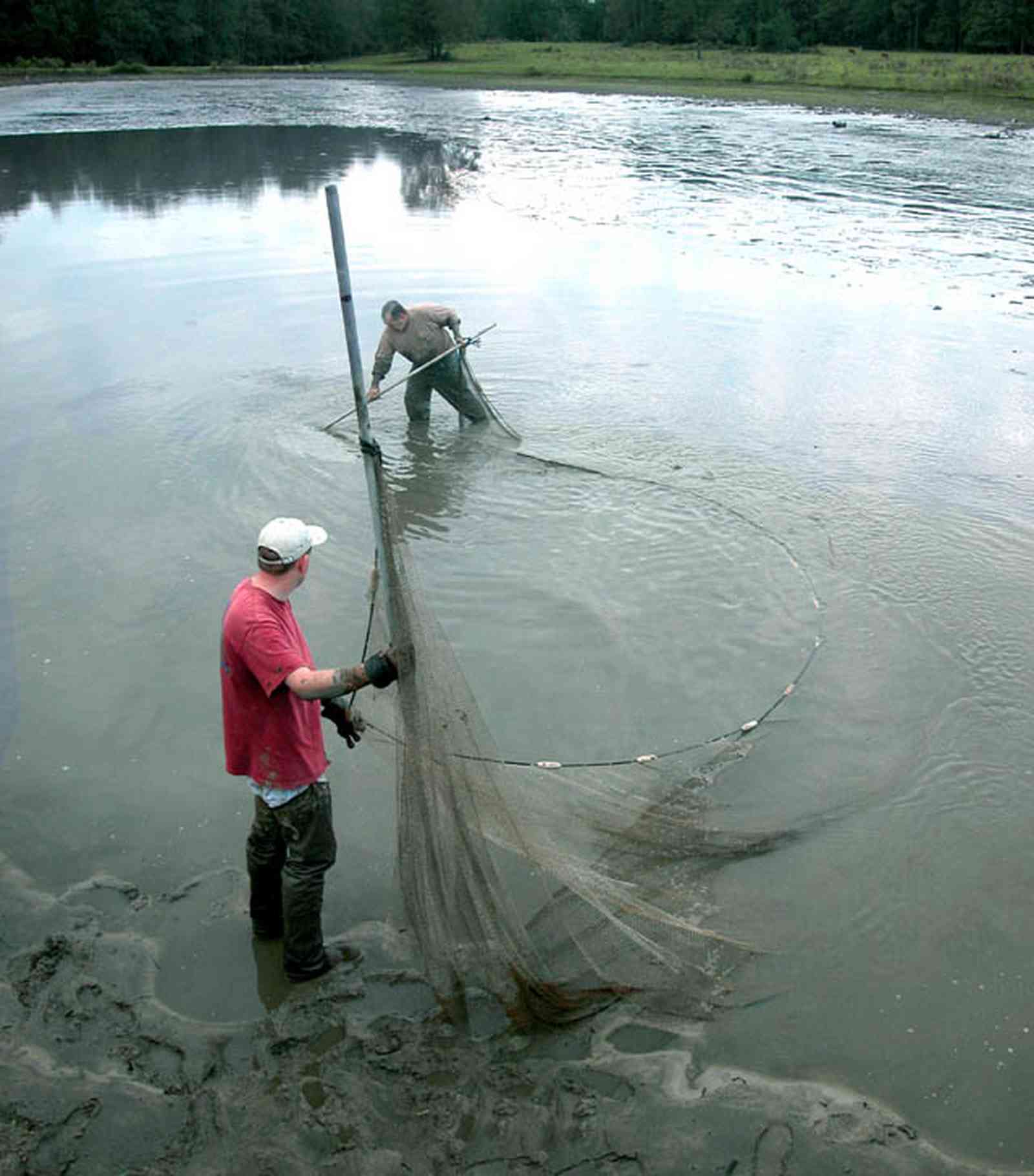 Milton:-Stewart-Farm_05c.jpg:  cast net, shrimp harvest, prawn, shrimp farm, net, lake, pond, fish farm