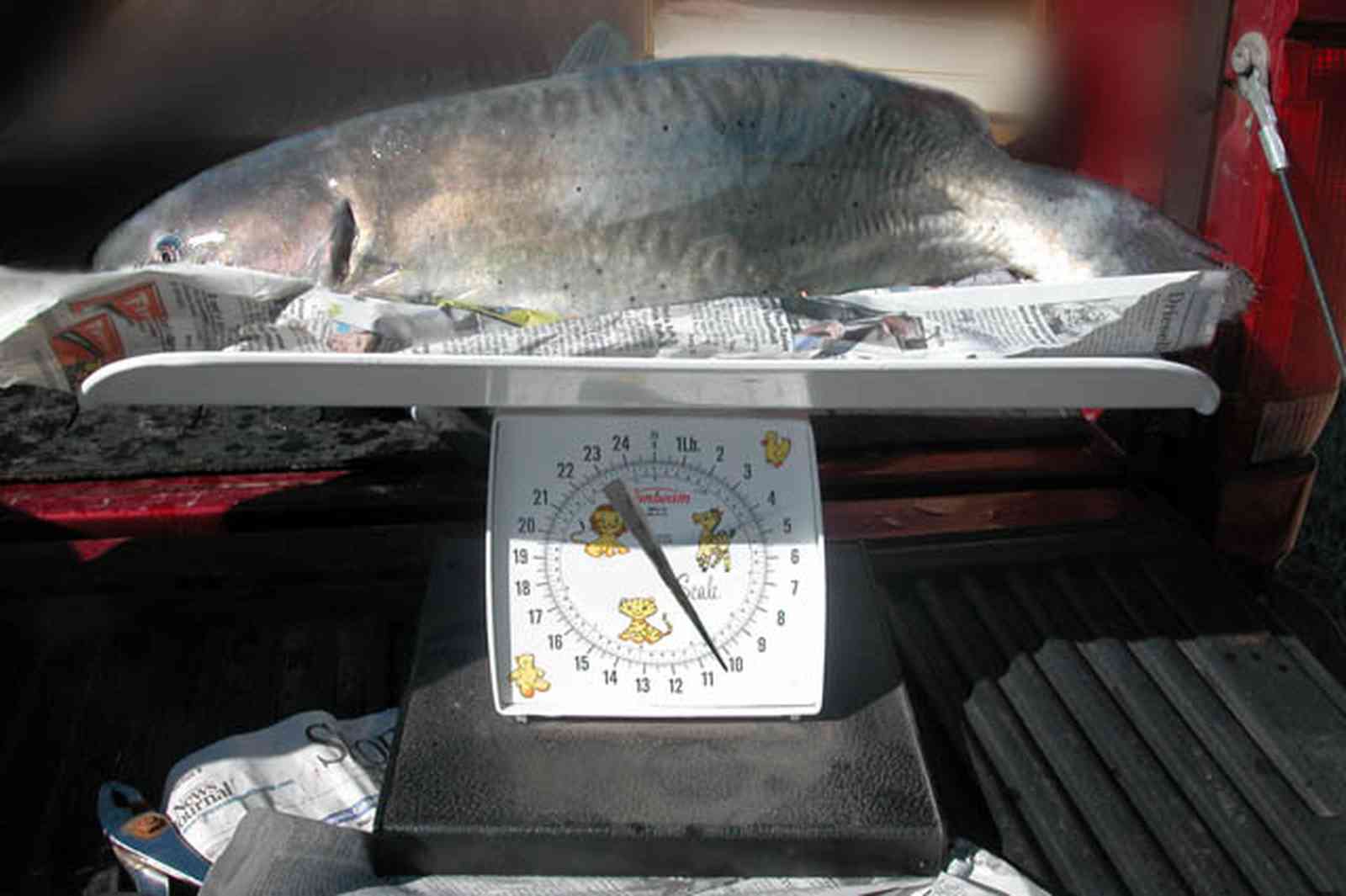 Oak-Grove:-Carpenters-Catfish-Farm_04a.jpg:  weigh-in, catfish farm, scales