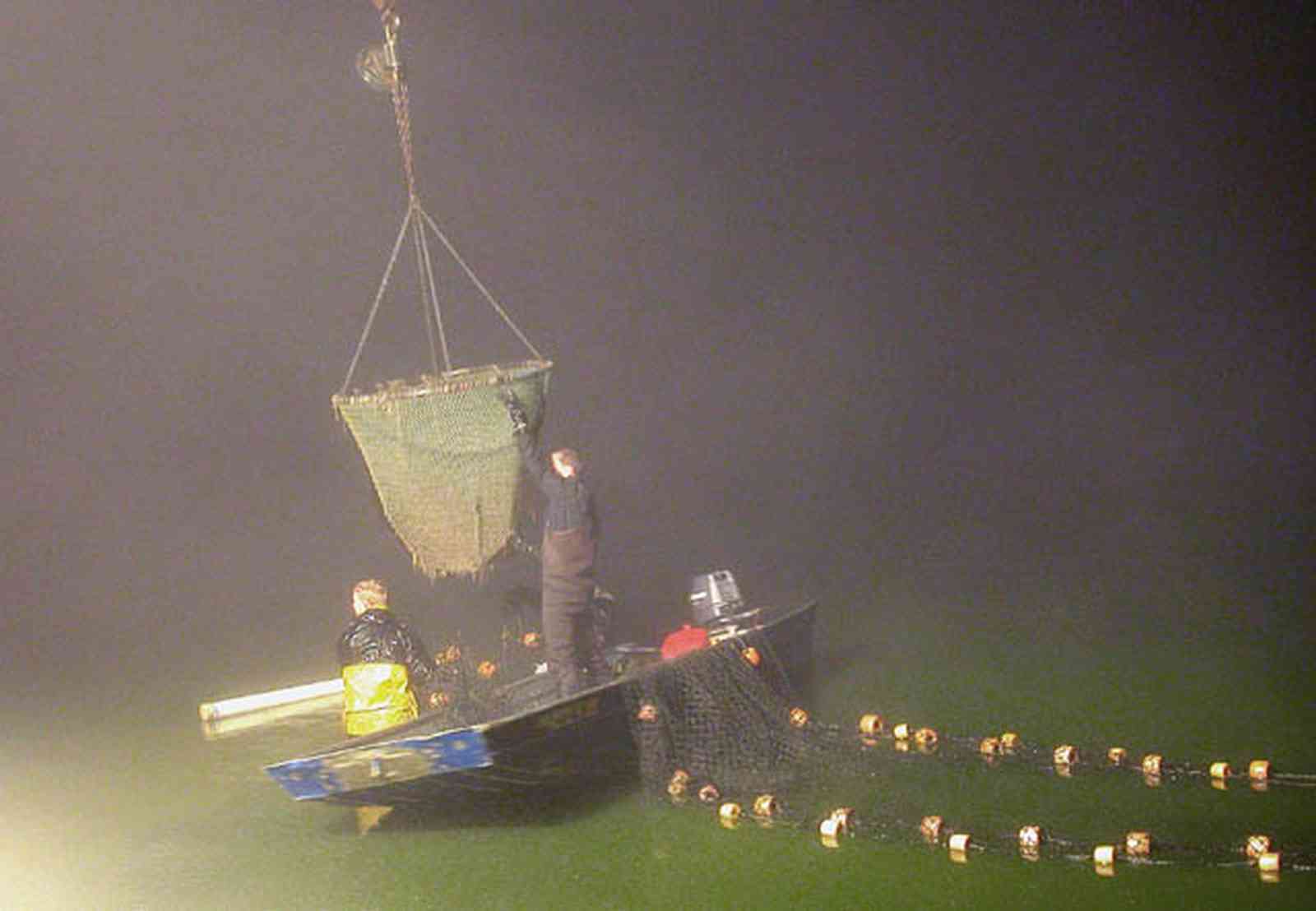 Oak-Grove:-Carpenters-Catfish-Farm_22.jpg:  rowboat, seine, net, fishermen, catfish harvest