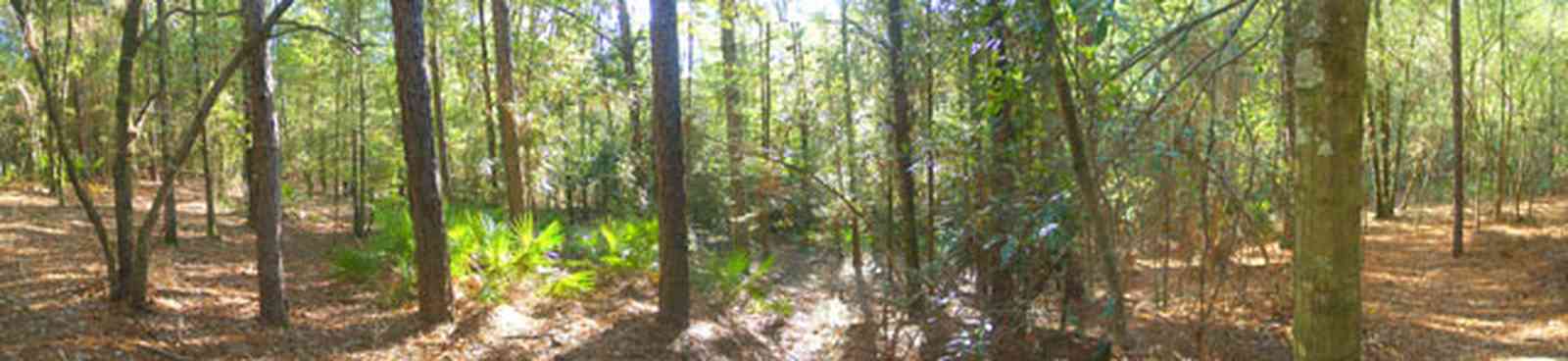 Perdido-Key:-Riverwalk_01.jpg:  palmettos, pine trees, swamp, perdido river